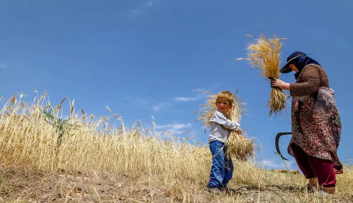  باقی مانده مطالبات گندمکاران تا پایان مهر تسویه می شود