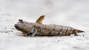 عجیب ترین ماهی دنیا که در خاک زندگی می کند! | ماهی گل‌ خورک چیست؟ + فیلم