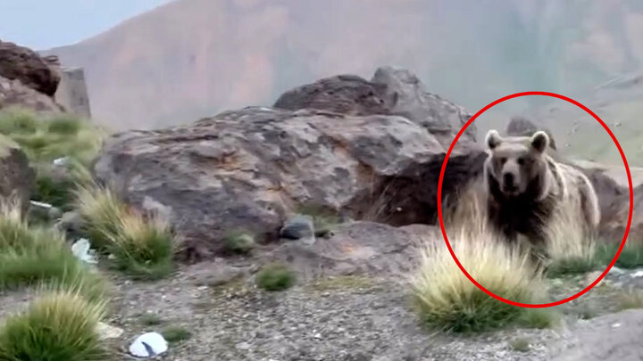 ویدیو دلهره آور از لحظه رودررو شدن کوهنوردان با خرس قهوه ای در سبلان
