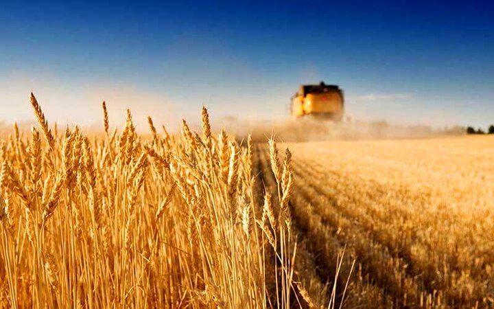 تعیین نرخ گندم برای سال زراعی ۱۴۰۳-۱۴۰۲