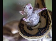 نجات لحظه آخری بچه موش از چنگال مار گرسنه توسط مادرش + فیلم