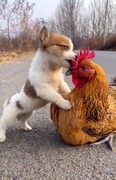 فیلمی بامزه و خنده‌دار از قایم باشک بازی سگ و مرغ