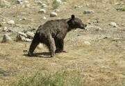 صحبت کردن مرد طبیعت دوست با خرس قهوه‌ای در ارتفاعات مازندران + فیلم