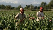 افزایش قیمت این ماده مخدر در پی ممنوعیت کشت در افغانستان