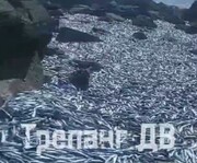 مرگ عجیب هزاران ماهی در سواحل روسیه + فیلم