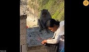 معامله بامزه میمون دزد با گردشگر زن + فیلم