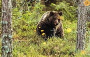 تلاش خرس قهوه ای برای حمله به یک شکارچی + فیلم
