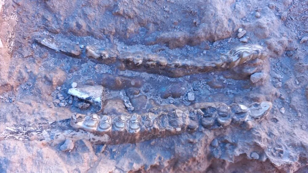کشف ۴۰۰ فسیل ۱۰ میلیون ساله در مراغه + فیلم