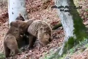 پیدا شدن سر و کله یک خرس قهوه‌ای ماده به همراه دو توله در گیلان + فیلم