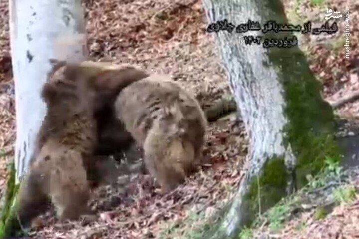 تفریح دو خرس قهوه‌ای در ارتفاعات مازندران + فیلم