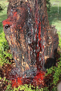 این درخت عجیب از تنه‌اش خون می‌چکد! / عکس