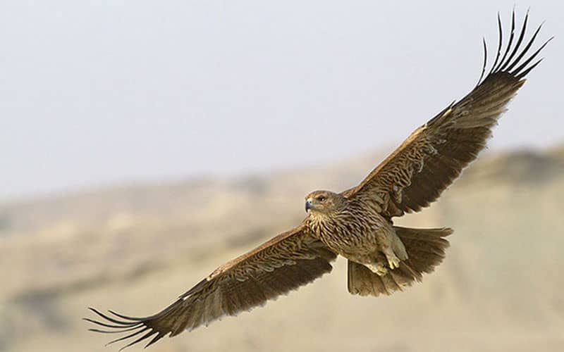 پارک ملی سیاهکوه کجاست؟