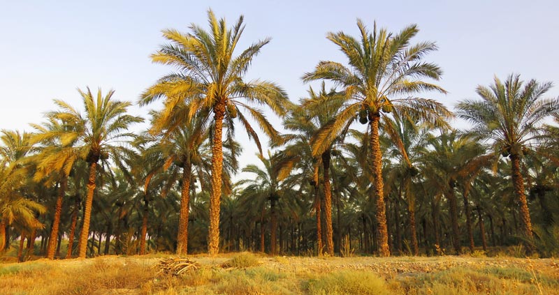 آبپخش بوشهر کجاست؟