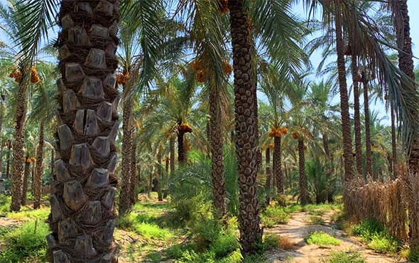 آبپخش بوشهر کجاست؟