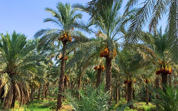 آبپخش بوشهر کجاست؟