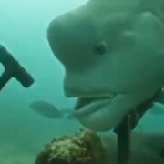لحظه غذا گرفتن عجیب‌ترین ماهی دنیا از یک غواص! + فیلم