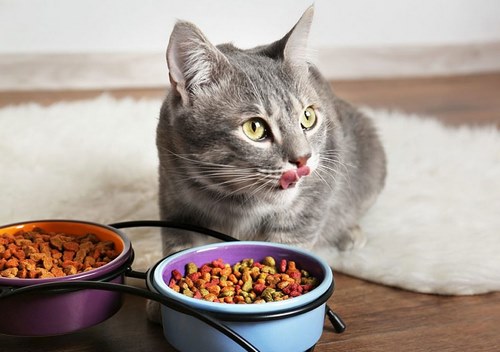 بهترین غذای گربه + غذای گربه ارزان