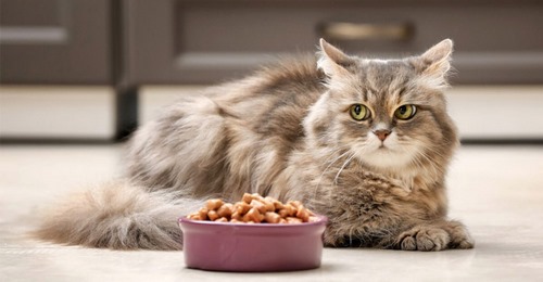 بهترین غذای گربه + غذای گربه ارزان