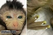 به دنیا آمدن میمون عجیب الخلقه با اصلاح ژنتیک در آزمایشگاه! + عکس