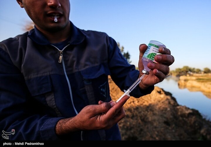 ۳ میلیون واکسن در کاشان برای مقابله با آنفلوانزای پرندگان