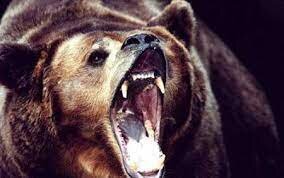 لحظه  دلهره آور حمله خرس  به کارگران میدان نفتی / فیلم