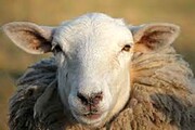 گوسفندی که ۳۰ هزار دنبال کننده به خاطر این فیلمش جذب کرد