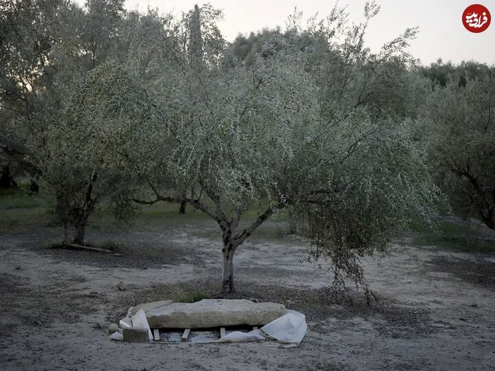 کشف قبر ۳۵۰۰ ساله پر از «گنج» در باغ زیتون