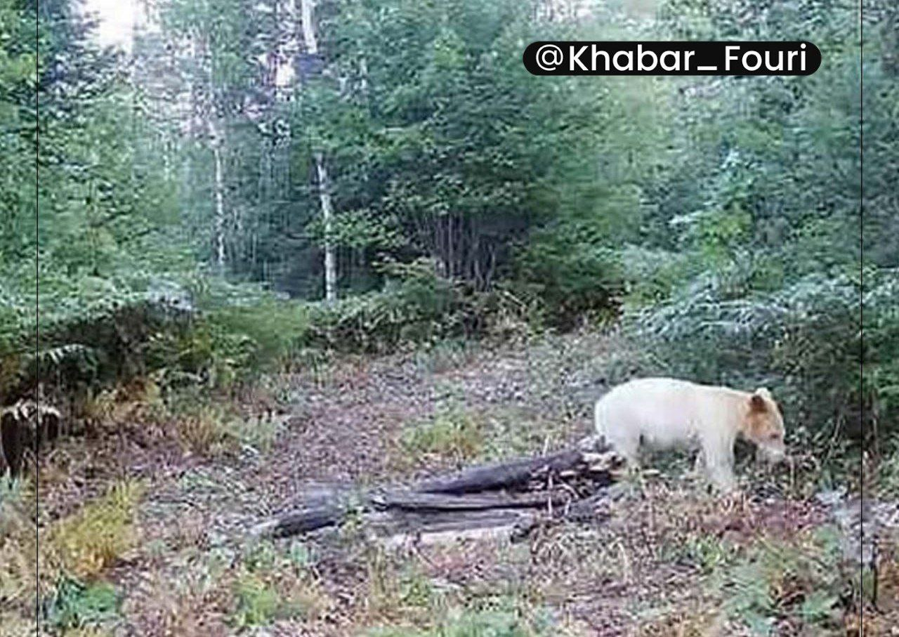 خرس قطبی در جنگل‌های مازندران + عکس