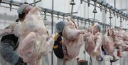 افزایش قیمت گوشت بوقلمون / هر کیلو ۱۳۶ هزار تومان