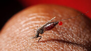 ابتلای ۶۶۲۹  نفر به مالاریا در ایران