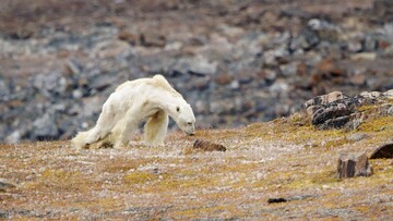 خرس قطبی در جنگل‌های مازندران + عکس