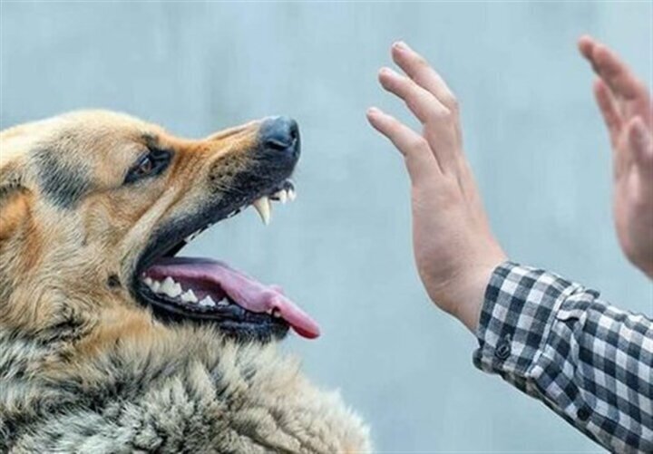 حمله سگ به رئیس جمهور اتریش در یک دیدار سیاسی! / فیلم