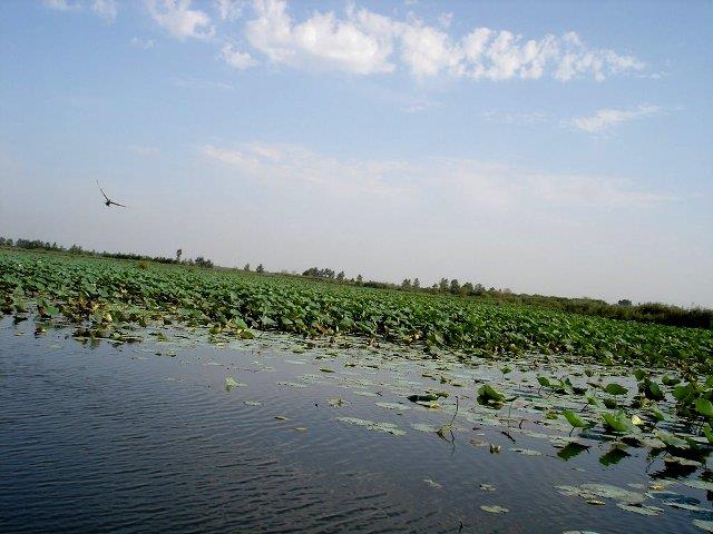 حتما از تالاب سرخانکل بندر انزلی بازدید کنید