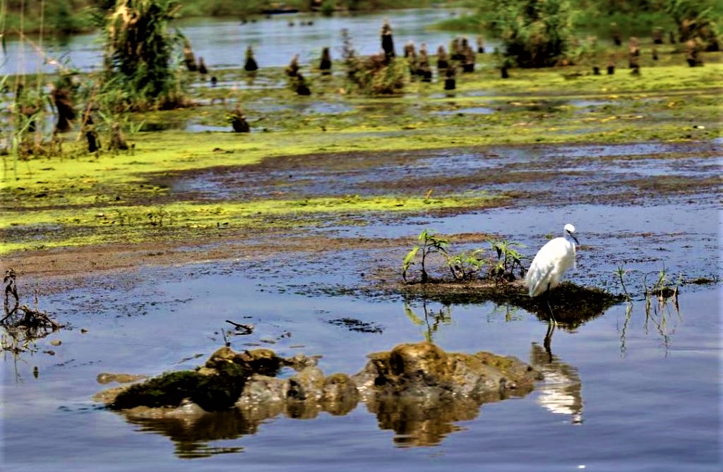 حتما از تالاب سرخانکل بندر انزلی بازدید کنید