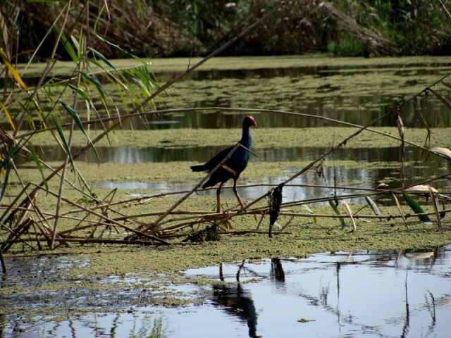 حتما از تالاب سرخانکل بندر انزلی بازدید کنید