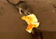 دعوای بامزه موش‌ها بر سر یک تکه پیتزا + فیلم