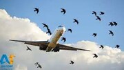 شاخ به شاخ شدن هواپیما با کبوتر + فیلم