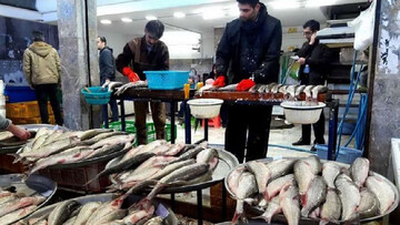 گرانی عجیب قیمت ماهی / ماهی سفید نیم میلیون تومان شد!
