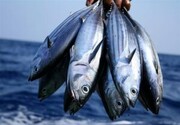 صید ماهی ۳۰۰ کیلویی از کارون