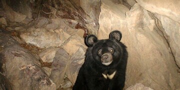 نجات سه توله خرس در دنا + عکس
