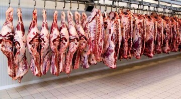 کاهش چشمگیر تولید گوشت قرمز در کشور