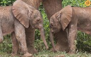 تصاویر دیده نشده از تولد نادر فیل‌های دوقلو + فیلم