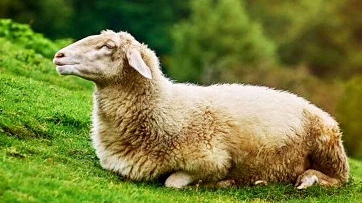 عجیب ترین زایمان در جهان | تولد باورنکردنی توله سگ توسط گوسفند ماده! + عکس