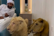 حیوان خانگی عجیب و غریب شیخ عربی! / نگهداری دو شیر در اتاق خواب/ فیلم