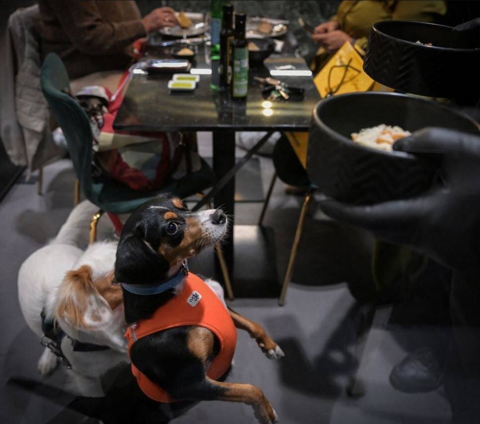 تصاویر جالب و دیدنی از رستوران سگ‌ها در ایتالیا