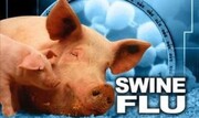 هشدار جدی شهروندان درباره شیوع آنفلوآنزای خوکی