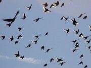 آیا پرنده‌ها زلزله را پیش بینی می‌کنند؟