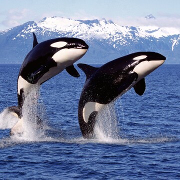 روش حیرت‌انگیز نهنگ‌های قاتل برای شکار فُک! + فیلم