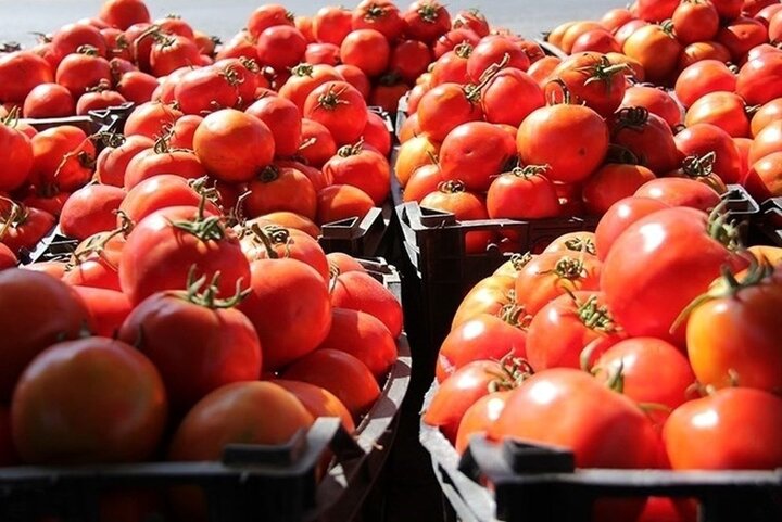 وعده کاهش قیمت گوجه فرنگی تا ۱۰ روز آینده / هر کیلو گوجه ۴۰ هزار تومان
