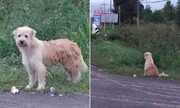 این سگ وفادار ۴ سال کنار جاده منتظر صاحبش ماند! + فیلم
